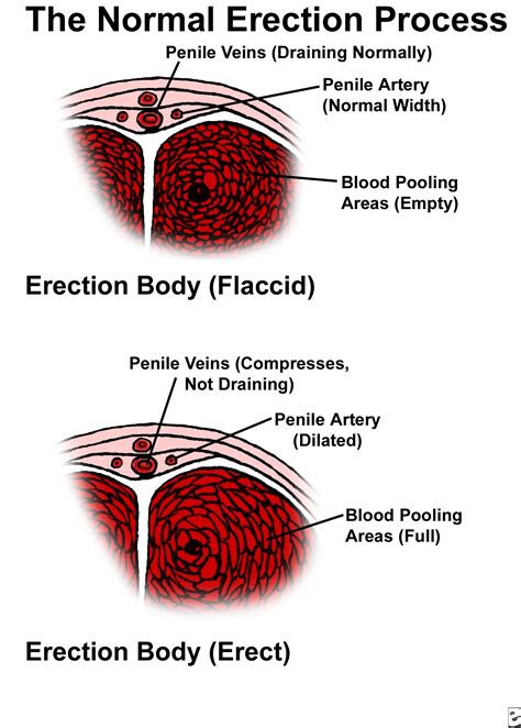 cock picture|Penis: Anatomy, Picture, Erection, and Ejaculation